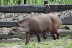 Tapir anta