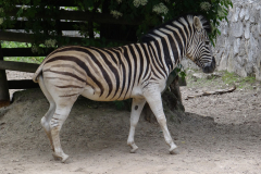 Zebra chapmana 1